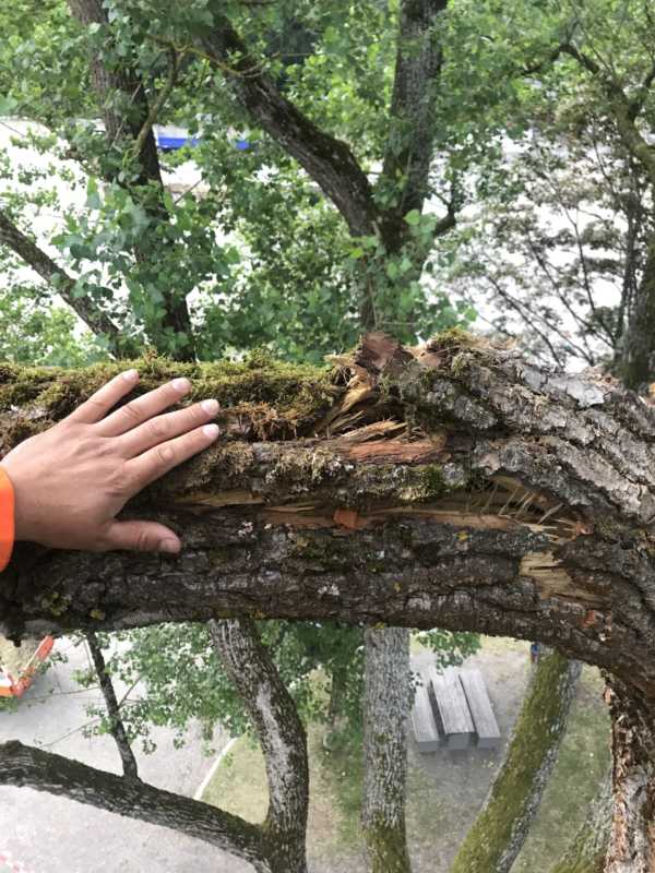 Angebrochener 8 Meter Starkast