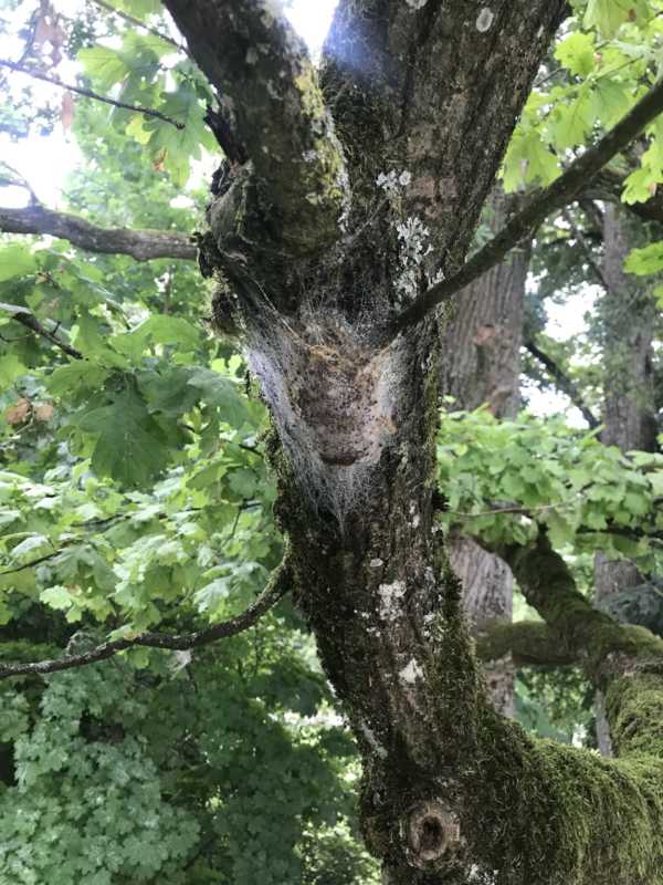 Eichenprozessionsspinner entfernen