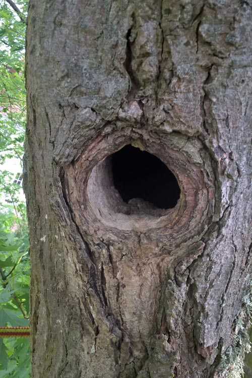 Artenpflege bei Baumverlust