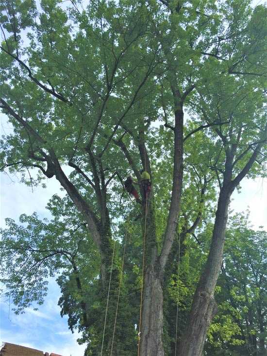 Erstellung von Ersatzquartieren