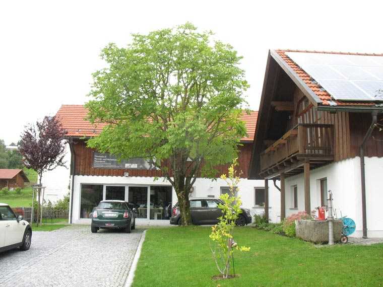 Kroneneinkürzung von Walnussbaum