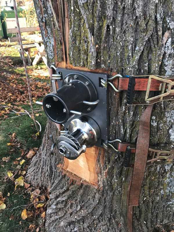 Baum mit Sturmschaden