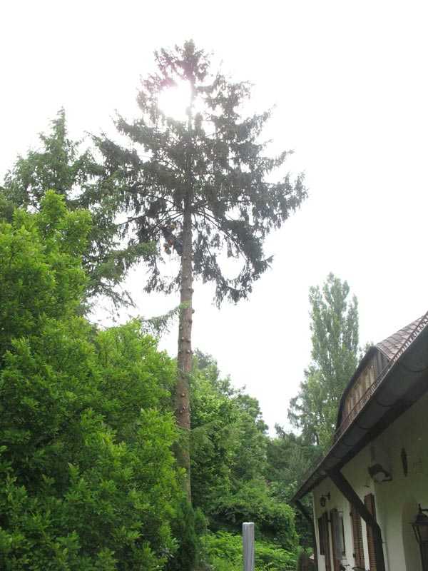 Fällen einer Fichte von Lentner