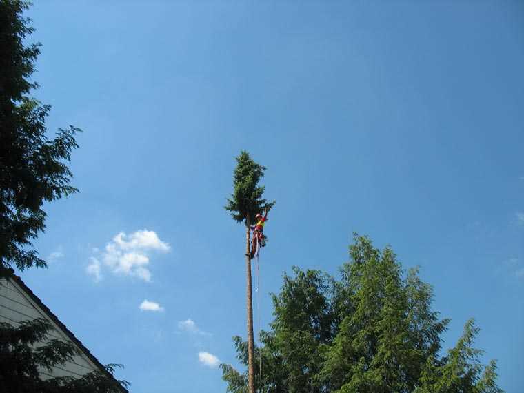 Baumfällen in Garten