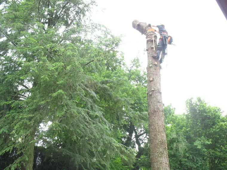 Baumfällung und Entsorgung von Grenzbaum