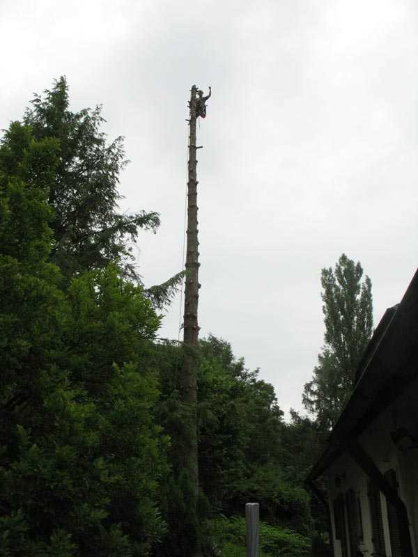 Baumfällen von Baum in Deggendorf