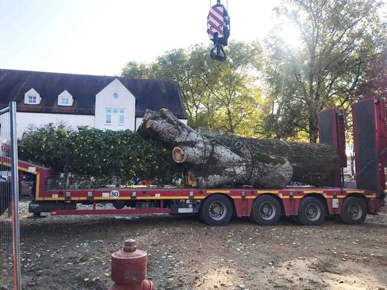 Entsorgung von gefällten Baum