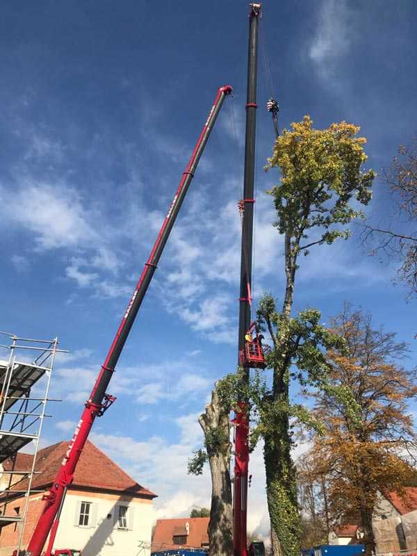 Fällen von Pappel in Mainkofen