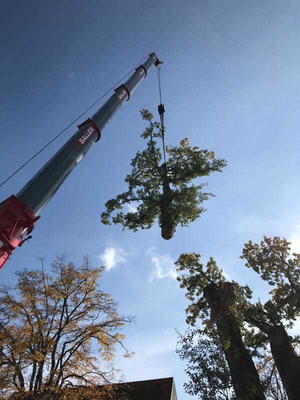 Fällen von Baum in Mainkofen