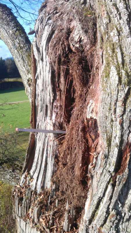 Sturmschaden an Linde