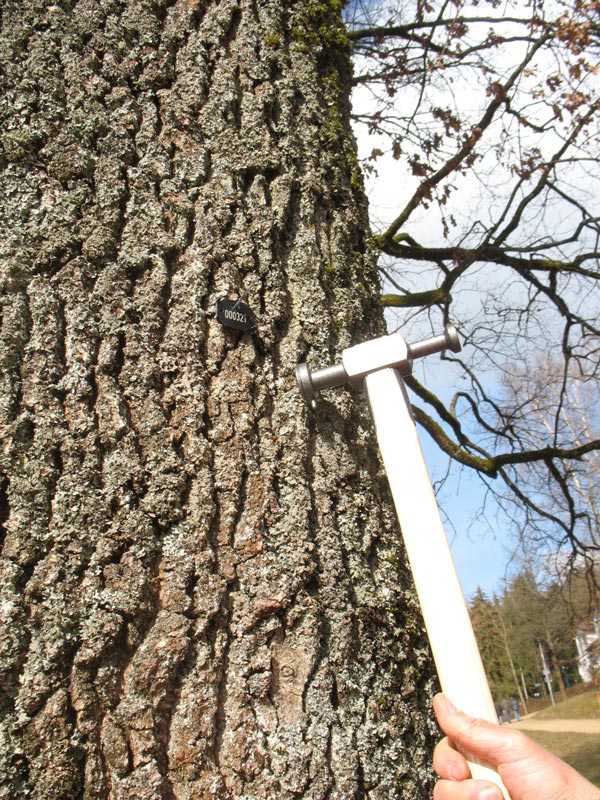 Markierung von Baum für Baumkataster