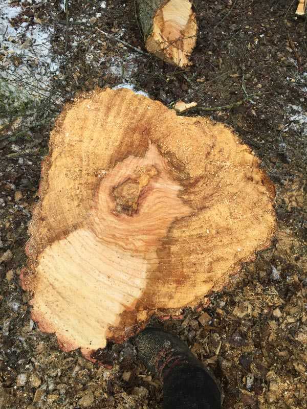 Baumkontrolle von Hermann Lentner