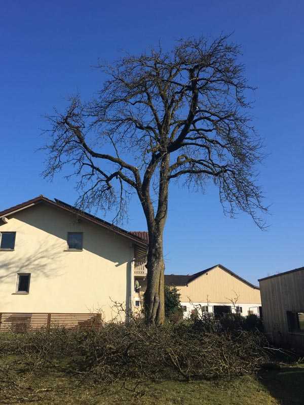 Baumkroneneinkürzung von Birnbaum