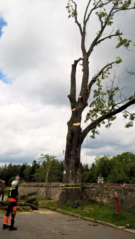 Fällen einer Linde aufgrund Bruchgefahr