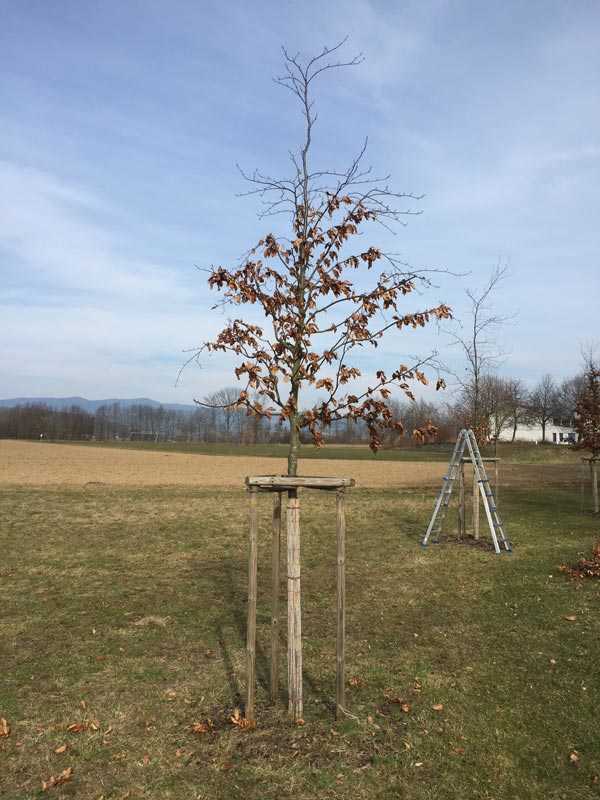 Jungbaumschnitt an roter Buche
