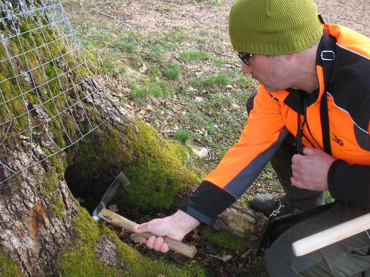 Kontrolle des Baumfusses