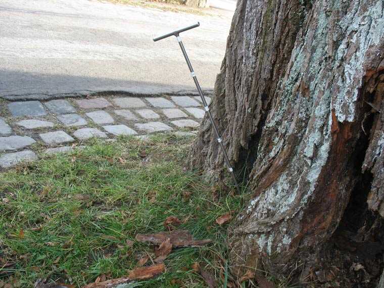 Kontrollen an alten Baum