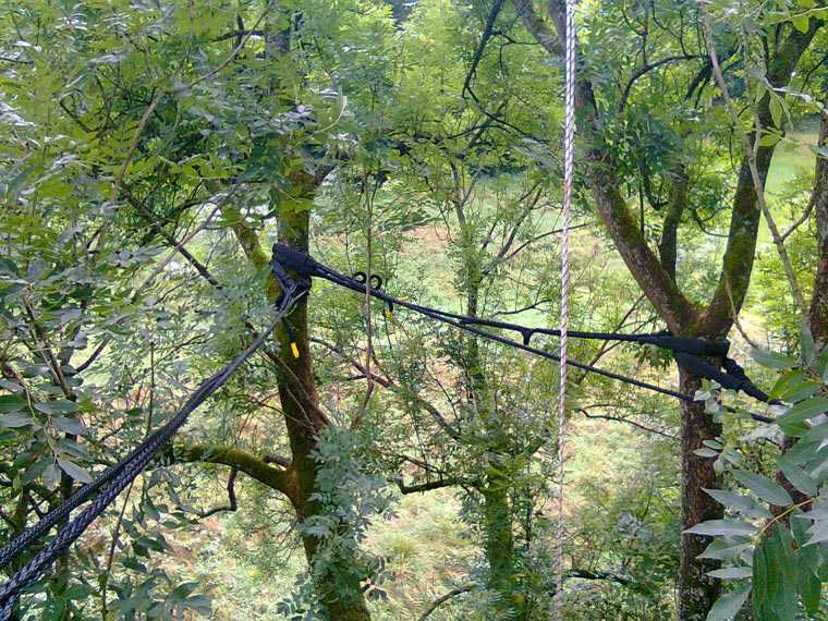 Kronenbruchsicherung einer Esche