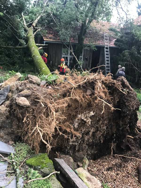 Baumpflege und Baumkontrolle Lentner aus Hohenau