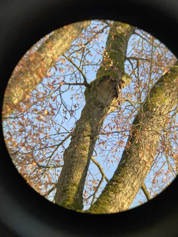 Bild-Baumkontrolle-01