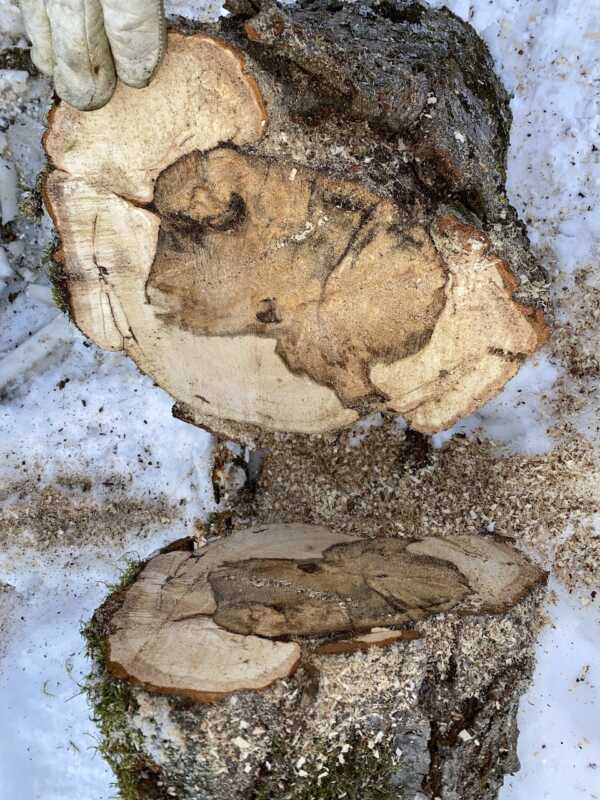 Bild-Baumkontrolle-03