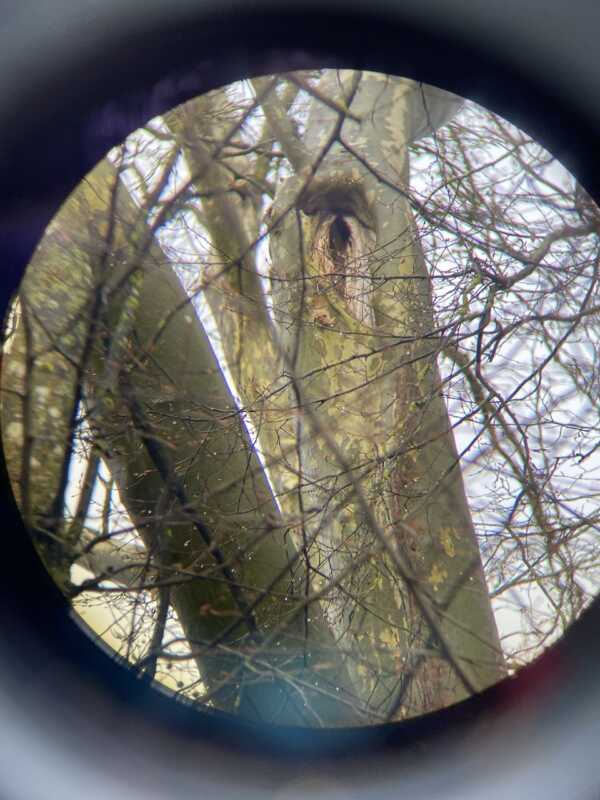 Bild-Baumkontrolle-04