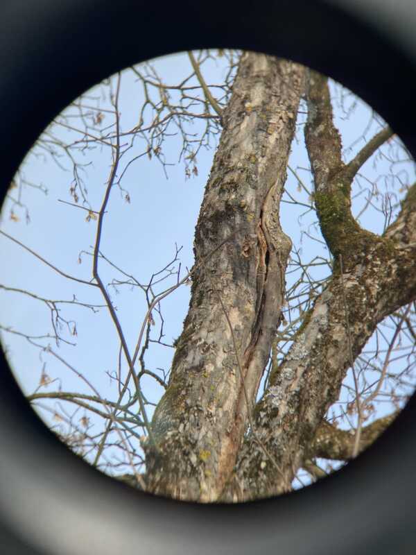 Bild-Baumkontrolle-05