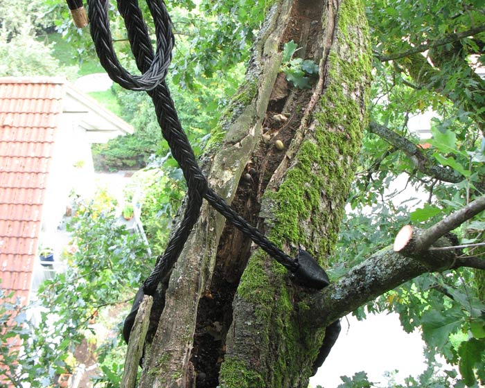 Baumkronensicherung von denkmalgeschützten Baum